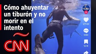 Impresionante encuentro con tiburones enseña cómo evitar ataques [upl. by Nairad]