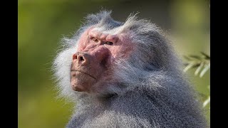 Live Baboon Cam  San Diego Zoo [upl. by Peter]