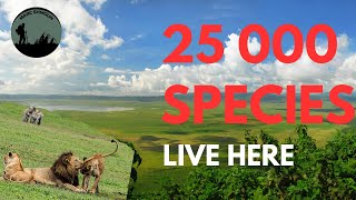 Ngorongoro Crater Africas Greatest Natural Wonder [upl. by Atnoled]