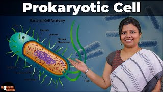 Prokaryotic Cell [upl. by Alac]