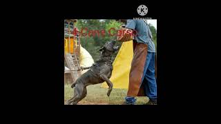 Top 5 Rase De Caini Pentru Paza Si Protectie Populare In Romania shorts gsd malinois pitbull [upl. by Siulesoj159]