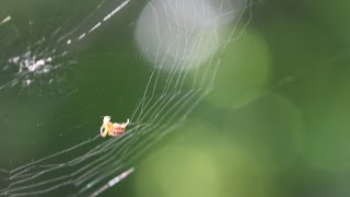 Krusta zirnkelis Araneus diadematus Cross orbweaver building its web [upl. by Itraa542]