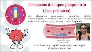 PROCESO DE HEMOSTASIA Vías y fases de la coagulación sanguínea y los factores que incluyen 🩸🧪 [upl. by Whitman]