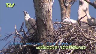 Witbuikzeearend  White bellied Sea Eagle  Haliaeetus leucogaster [upl. by Euk]