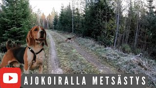 Metsällä Beaglen kanssa 2024 jakso2 [upl. by Seftton]