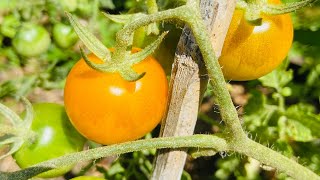 Tomato Soil Rejuvenation Experiment Surprising Results Revealed🇯🇲 [upl. by Nickelsen]