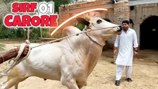 BAGHI RODA 😱  DHANI BULL IN PAKISTAN  DUSRA GHAR [upl. by Cohette796]