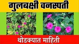 गुलबक्षी झाड माहिती  gulbakshi flower in marathi [upl. by Ivon]