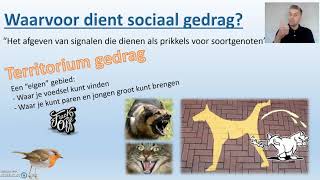 Sociaal gedrag thema 8 Gedrag Biodam  3 van 3 [upl. by Nodyl]