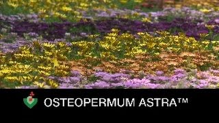 Boutures  Ostéospermum Astra™ [upl. by Garbe491]