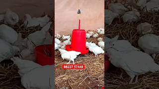 Layer murgi puwali Bv300 layer chicks White leghorn Chicks Assam Layer chicks supplyer layer [upl. by Hinda698]