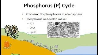 The Phosphorus Cycle [upl. by Tamsky991]