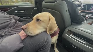 Blind community faces discrimination by ride share drivers for guide dogs [upl. by Stephie]