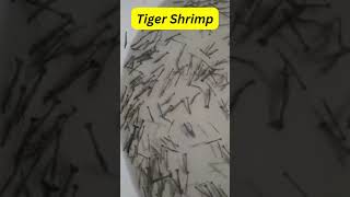 Tiger Shrimp Penaeus monodon Giant Prawn Suitable Species For Saline amp Brackish Water [upl. by Nivlac596]