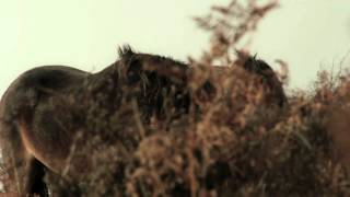 Wild Ponies on Exmoor Somerset [upl. by Letsou98]