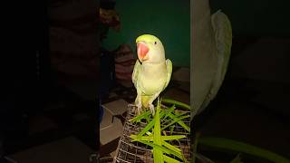 Cute parrot 💚❤️ parrot talkingparrot shorts youtubeshorts birds [upl. by Akerdnahs347]