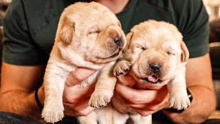 Chonky Labrador Puppies Have Opened Their Eyes [upl. by Downes]