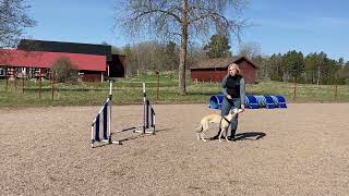 Inspirerande agility MHolegård Agilityträning lära in hopphinder [upl. by Mikihisa]