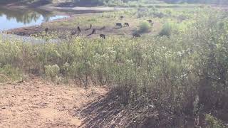 Buffalo at Caprock canyons [upl. by Ennahoj]