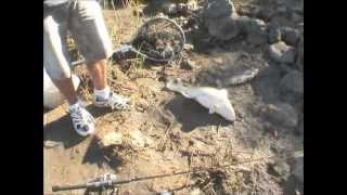 Fishing for Murry cod and Yellow belly at Beardmore dam St George [upl. by Allwein]