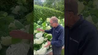 Pruning climbing roses and looking at hydrangea in beds gardentips gardening platingideas [upl. by Nivlad542]