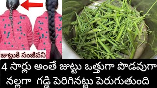 🔥4 సార్లు అంతే జుట్టు ఒత్తుగా పొడవుగా నల్లగా గడ్డి పెరిగినట్టు పెరుగుతుంది [upl. by Kuhlman828]