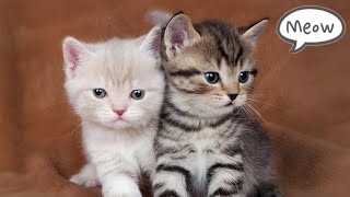 Cute Baby Cat Sound 🐱  Cat Sounds  Cat Voice [upl. by Alabaster]