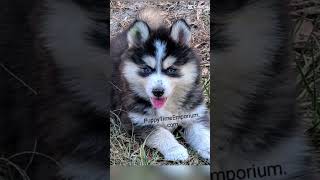 Pomsky puppies RTG puppytimeemporium7080 [upl. by Silliw316]