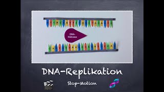 DNAReplikation  StopMotion Video 🎥 [upl. by Noet]