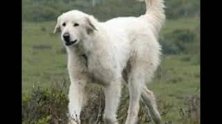 Maremma Sheepdog History And Information [upl. by Aigroeg442]