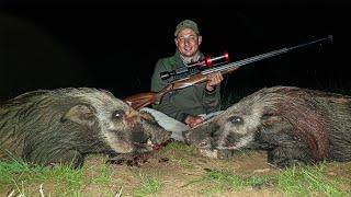 Hunting Large Bushpigs Night Baited Hunt II Bushpig on the Grill [upl. by Sill383]