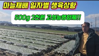 500g 2천원 마늘양파 고성능영양제마늘파종후 밭점검해보았습니다 마늘부직포 씌우는장점마늘수확량 증가포인트 [upl. by Astto]