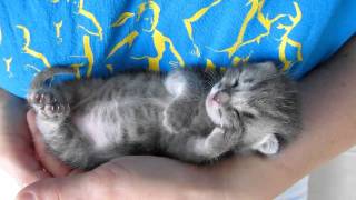 Our 3 weeks old kitten sleeping and purring at the same time [upl. by Weixel]