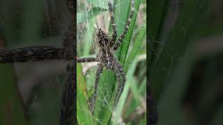 Striped Fishing Spider hiking nature spider naturewalk [upl. by Hiroko]