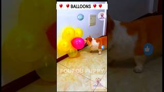 चिंटू ने गुब्बारे फोड़े 👻 cute funny puppy  puppy with balloons cutepuppy cutepuppies foufou [upl. by Yddor]