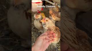 Friendly Chickens Salmon Faverolles shorts chicken homesteading fyp [upl. by Ronal991]