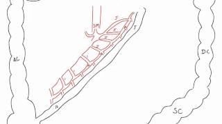 Branches of Superior and Inferior Mesenteric Arteries [upl. by Traci]