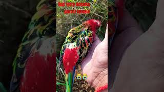 Rosella parrot female red ferry Rosella parrot🙏🙏birds death😭😭😭😭😭 [upl. by Foster371]