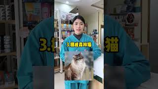 全球最稀有的5种猫，你见过几个？ 稀有猫咪 狼人猫 阿比西尼亚猫 挪威森林猫 东方短毛猫 [upl. by Sasnett811]