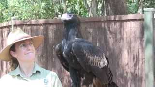 Wedge tail Eagle Aquila audax at Territory Wildlife Park NT Australia [upl. by Ehrlich]