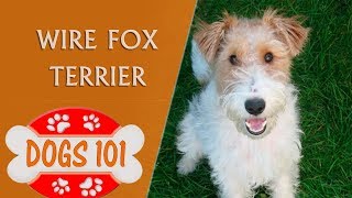 Dogs 101  Wire Fox Terrier  Top Dog Facts About the Wire Fox Terrier [upl. by Arbma362]