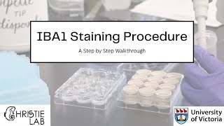 IBA1 Immunohistochemistry Staining Procedure [upl. by Nomaj]