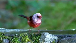 Pinkheaded Warbler and its Song [upl. by Allx]