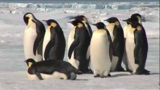 Emperor Penguins in Antarctica [upl. by Ellerret408]