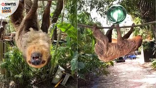 Meet Higgins the twotoed sloth 🦥  LOVE THIS [upl. by Acinok202]