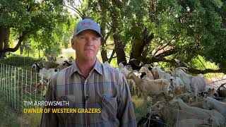 California overtime law could mean end of some grazing goats in Sacramento region [upl. by Bertine]