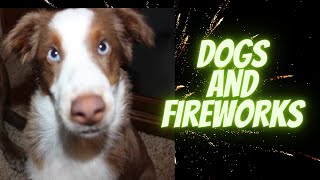 Help Your Dog Get Over Fear of Fireworks  Desensitize Your Dog to Scary Noise [upl. by Enalda154]