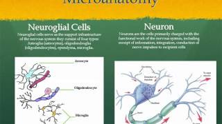 Neuro AampP ppt [upl. by Horn]