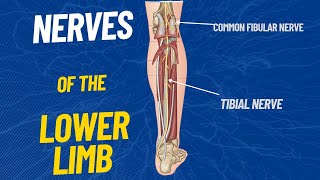 Nerves of the Lower limb [upl. by Donaugh]