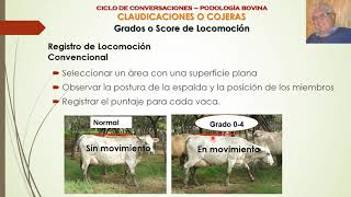 Cojeras y Enfermedades Podales en Bovinos Parte 2 Score de Locomoción [upl. by Maynard]